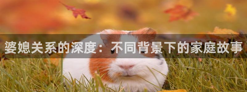 西瓜网在线